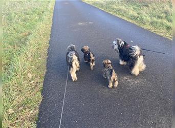 Tibet Terrier Welpen, VDH Papiere, zobel und tricolor