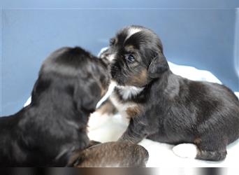 Tibet Terrier Welpen, VDH Papiere, zobel und tricolor