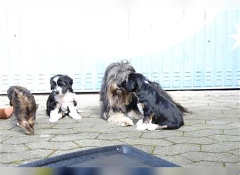 Tibet Terrier Welpen, VDH Papiere, zobel und tricolor