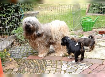 Tibet Terrier Welpen, VDH Papiere, zobel und tricolor