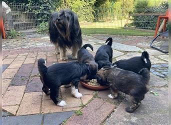 Tibet Terrier Welpen, VDH Papiere, zobel und tricolor