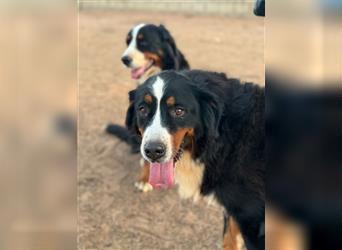 Bella - wunderbares Berner Sennenhund Mädel sucht gutes Zuhause