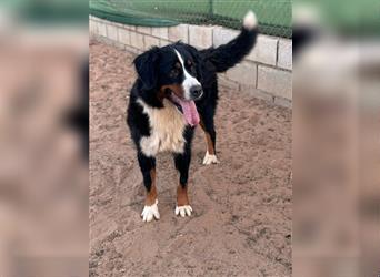 Bella - wunderbares Berner Sennenhund Mädel sucht gutes Zuhause