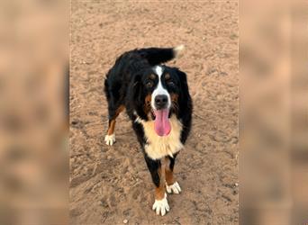 Bella - wunderbares Berner Sennenhund Mädel sucht gutes Zuhause