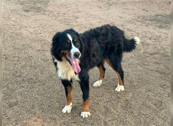 Bella - wunderbares Berner Sennenhund Mädel sucht gutes Zuhause