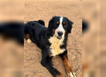 Isis - wunderbares Berner Sennenhund Mädel sucht gutes Zuhause