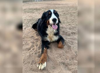 Isis - wunderbares Berner Sennenhund Mädel sucht gutes Zuhause