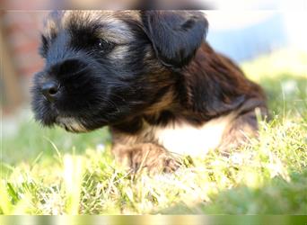 Tibet Terrier-Hündin, VDH, zobel, geb. 28.7.24