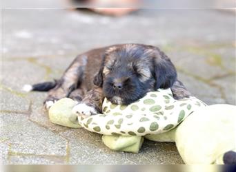 Tibet Terrier-Hündin, VDH, zobel, geb. 28.7.24