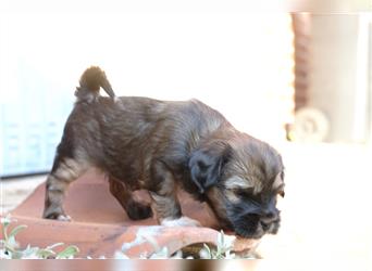 Tibet Terrier-Hündin, VDH, zobel, geb. 28.7.24