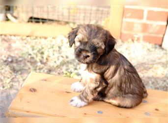 Tibet Terrier-Hündin, VDH, zobel, geb. 28.7.24