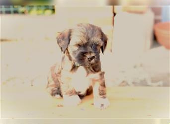 Tibet Terrier Hündin "Njinjila", zobel, geb. 28.7.24, VDH