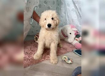 Wunderschöne Medium Goldendoodle Welpen zu verkaufen