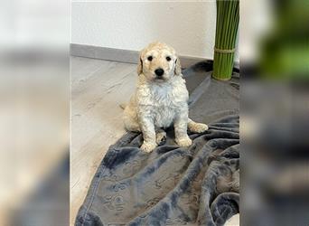 Wunderschöne Medium Goldendoodle Welpen zu verkaufen