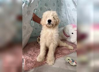 Wunderschöne Medium Goldendoodle Welpen zu verkaufen