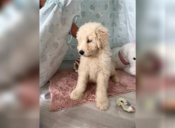 Wunderschöne Medium Goldendoodle Welpen zu verkaufen