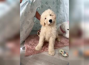 Wunderschöne Medium Goldendoodle Welpen zu verkaufen