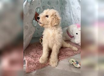 Wunderschöne Medium Goldendoodle Welpen zu verkaufen