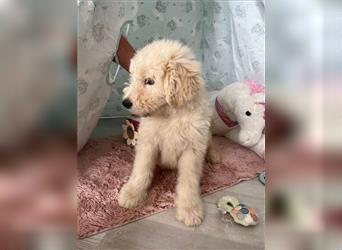 Wunderschöne Medium Goldendoodle Welpen zu verkaufen