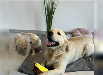 Wunderschöne Medium Goldendoodle Welpen zu verkaufen