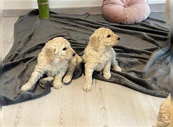 Wunderschöne Medium Goldendoodle Welpen zu verkaufen