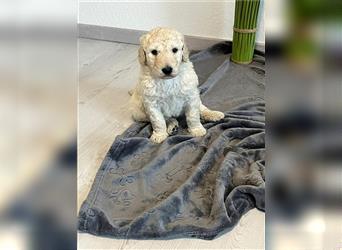 Wunderschöne Medium Goldendoodle Welpen zu verkaufen