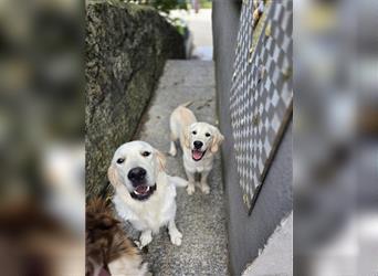 Golden Retriever Hündin mit Ahnentafel