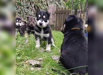 Husky mix.Welpen (Rottsky Welpen) geb.03.09.2024 bald abzugeben