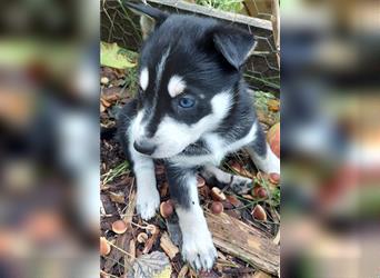 Husky mix.Welpen (Rottsky Welpen) geb.03.09.2024 bald abzugeben