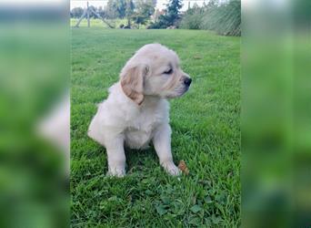 Goldenretrieverwelpen - 3 stramme Burschen suchen ein Zuhause