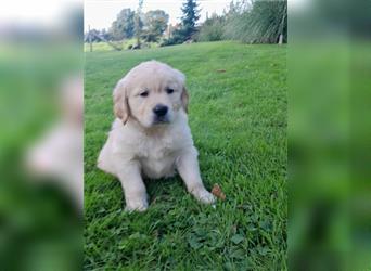 Goldenretrieverwelpen - 3 stramme Burschen suchen ein Zuhause