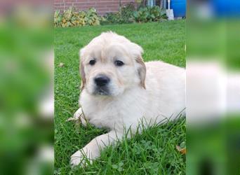 Goldenretrieverwelpen - 3 stramme Burschen suchen ein Zuhause