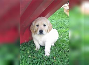 Goldenretrieverwelpen - 3 stramme Burschen suchen ein Zuhause