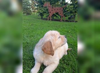 Goldenretrieverwelpen - 3 stramme Burschen suchen ein Zuhause