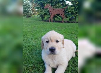 Goldenretrieverwelpen - 3 stramme Burschen suchen ein Zuhause