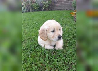 Goldenretrieverwelpen - 3 stramme Burschen suchen ein Zuhause