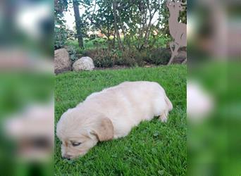 Goldenretrieverwelpen - 3 stramme Burschen suchen ein Zuhause