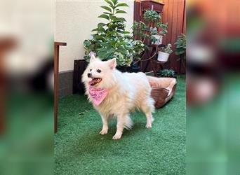 Coco-SR, sanfte Seele sucht liebe Menschen