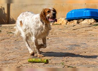 Coco CH53 ist Liebenswürdigkeit in Hundegestalt