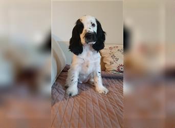 Engl. Cocker Spaniel Hündin