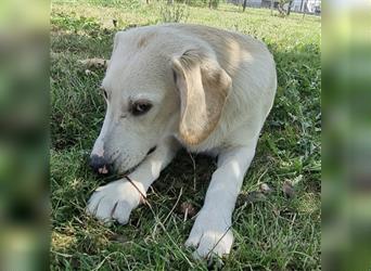 Bongo ein verspielter Bubchen