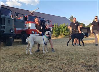 Dogo Argentino