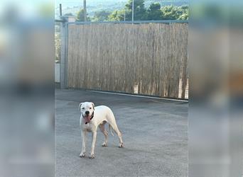 Dogo Argentino