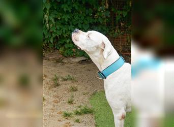 Dogo Argentino