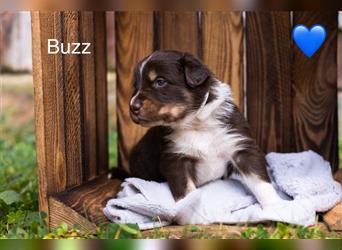 Australian Shepherd Welpen mit ASCA Papieren