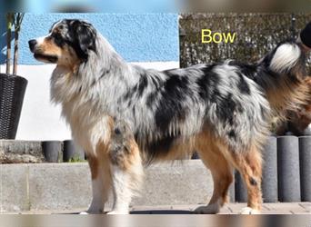 Australian Shepherd Welpen mit ASCA Papieren