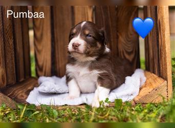 Australian Shepherd Welpen mit ASCA Papieren