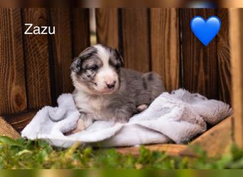 Australian Shepherd Welpen mit ASCA Papieren