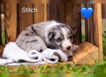 Australian Shepherd Welpen mit ASCA Papieren