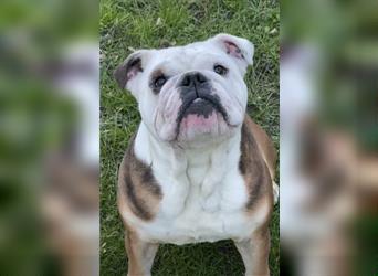 Englische Bulldogge,  7 Jahre alt, Rüde